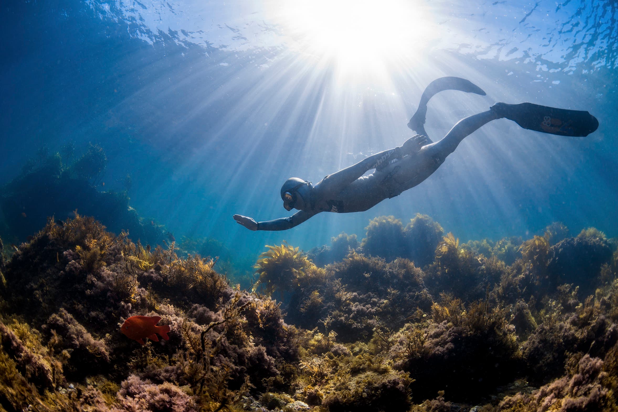 Freediver (레벨2)