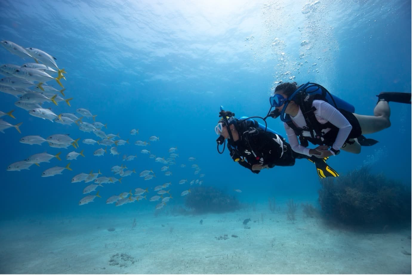 11. AWARE 물고기식별 (AWARE Fish Identification)