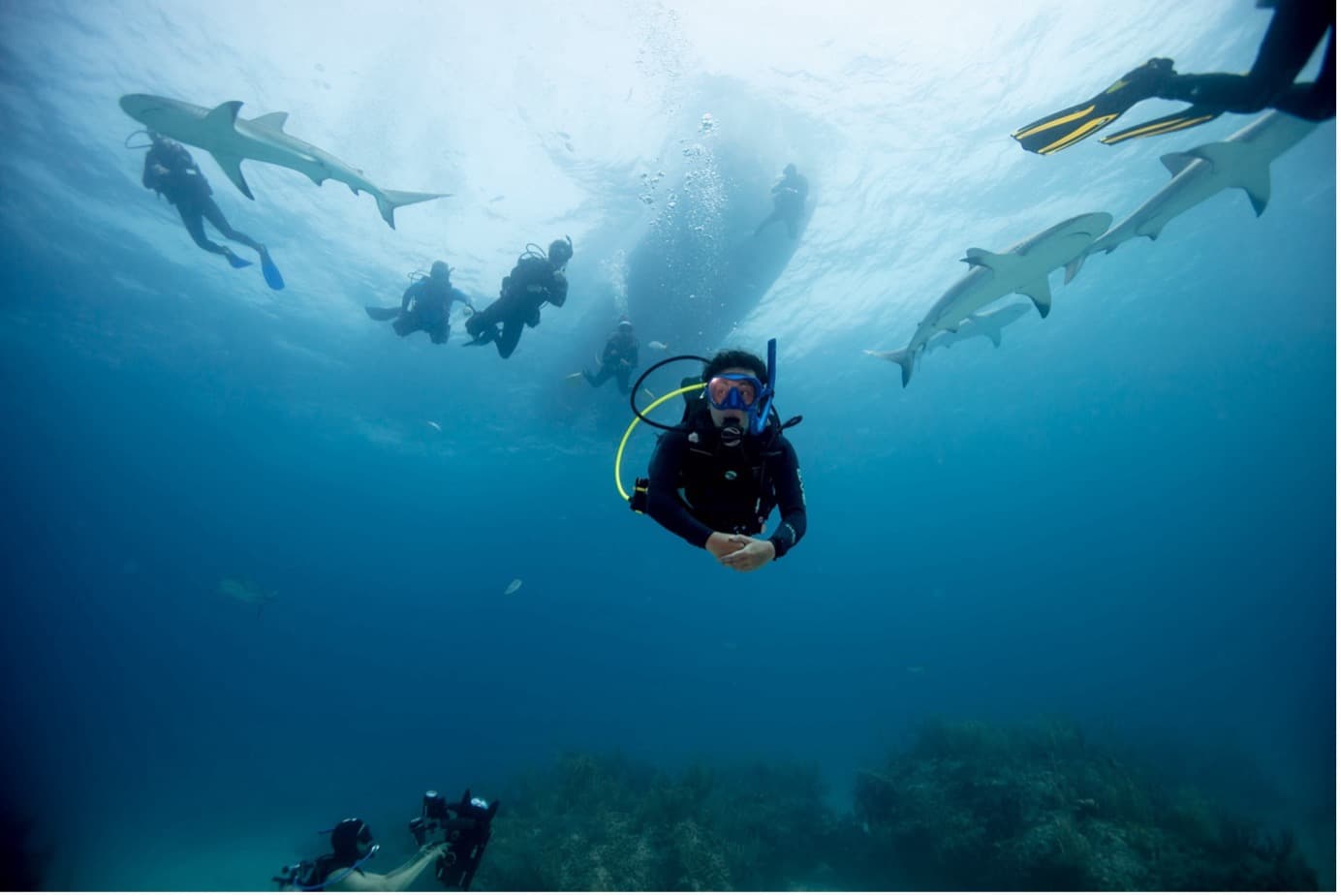 8. AWARE 상어보호 다이버 (AWARE Shark Conservation Diver)