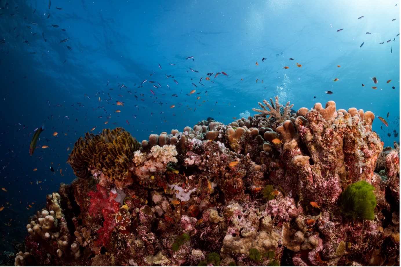 12. 언더워터 네추럴리스트 (Underwater Naturalist)